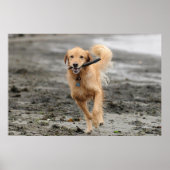 Golden Retriever met een kruk in de mond Poster (Voorkant)