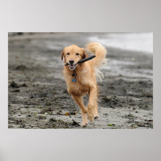 Golden Retriever met een kruk in de mond Poster (Voorkant)