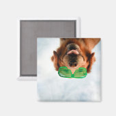 Golden Retriever met groene zonnebril Magneet (Voorkant / Achterkant)