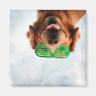 Golden Retriever met groene zonnebril Magneet