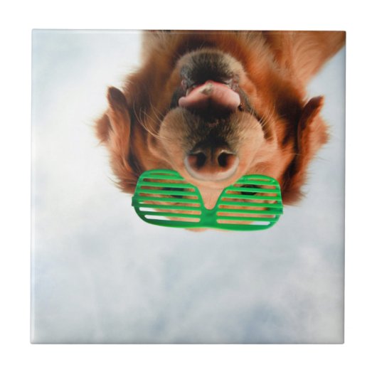 Golden Retriever met groene zonnebril Tegeltje (Voorkant)