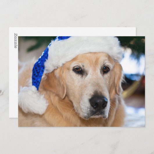 Golden retriever met het pet van santa in Kerstmis Feestdagenkaart (Voorkant / Achterkant)
