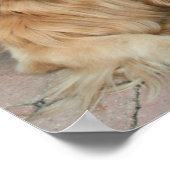 Golden Retriever met honkbalPet Poster (Hoek)