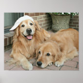 Golden Retriever met honkbalPet Poster (Voorkant)
