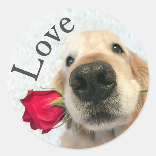 Golden Retriever met Red Rose Valentijn Love Ronde Sticker (Voorkant)
