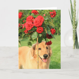 Golden Retriever met Rozen denken aan jou Kaart