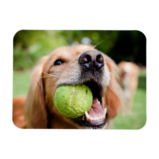 Golden Retriever met Tennis Ball Magneet (Horizontaal)