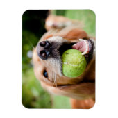 Golden Retriever met Tennis Ball Magneet (Verticaal)