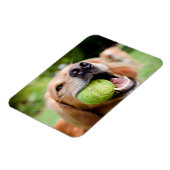 Golden Retriever met Tennis Ball Magneet (Linkerzijde)