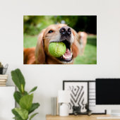 Golden Retriever met Tennis Ball Poster (Thuiskantoor)