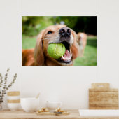 Golden Retriever met Tennis Ball Poster (Keuken)