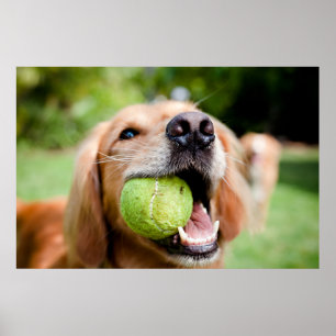 Golden Retriever met Tennis Ball Poster