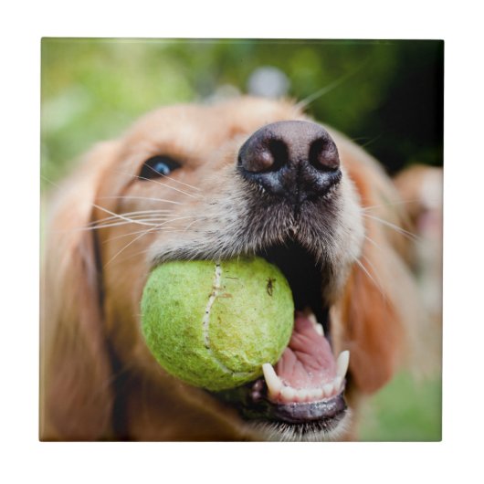 Golden Retriever met Tennis Ball Tegeltje (Voorkant)