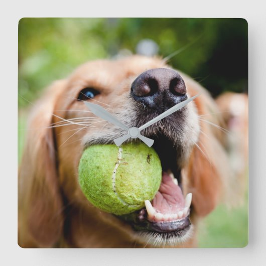 Golden Retriever met Tennis Ball Vierkante Klok (Voorkant)