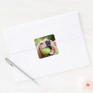 Golden Retriever met Tennis Ball Vierkante Sticker