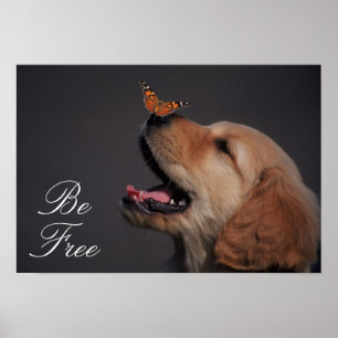 Golden Retriever met vlinder op zijn neus Poster