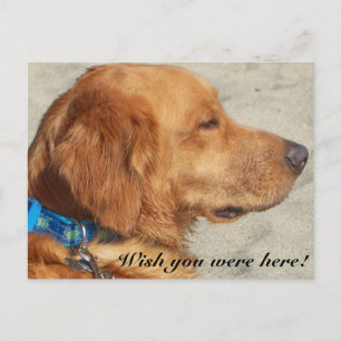 Golden Retriever Miss You Briefkaart