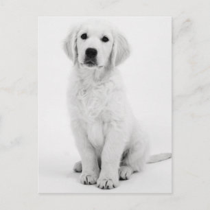 Golden Retriever Modernes Schwarzweiß Briefkaart