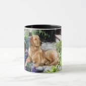 Golden Retriever Mok (Midden)
