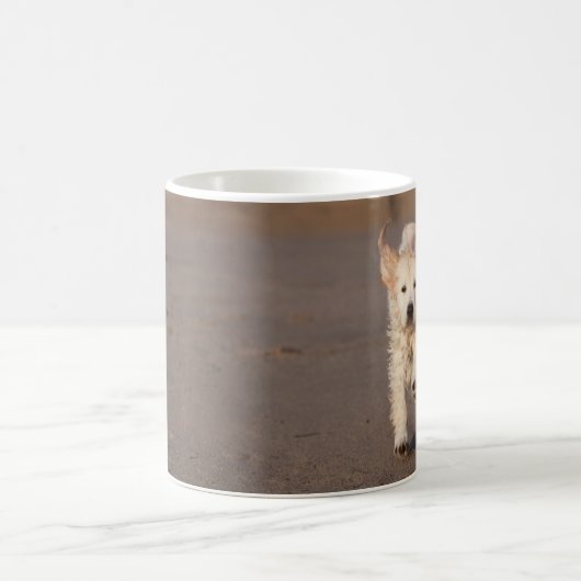 Golden Retriever Mok (Center)