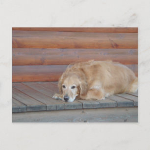 Golden Retriever - Montana Briefkaart
