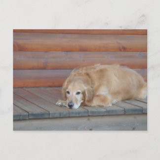 Golden Retriever - Montana Briefkaart