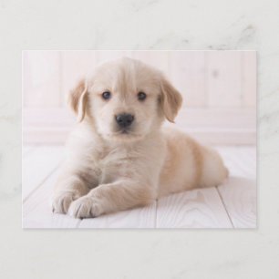 Golden Retriever neerwaarts Briefkaart