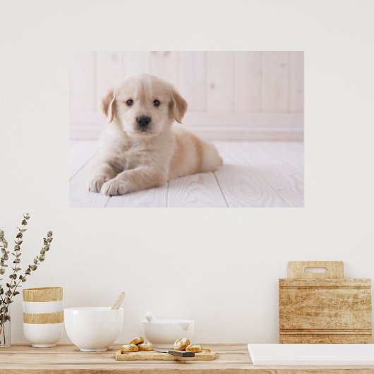 Golden Retriever neerwaarts Poster (Keuken)