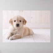 Golden Retriever neerwaarts Poster (Voorkant)