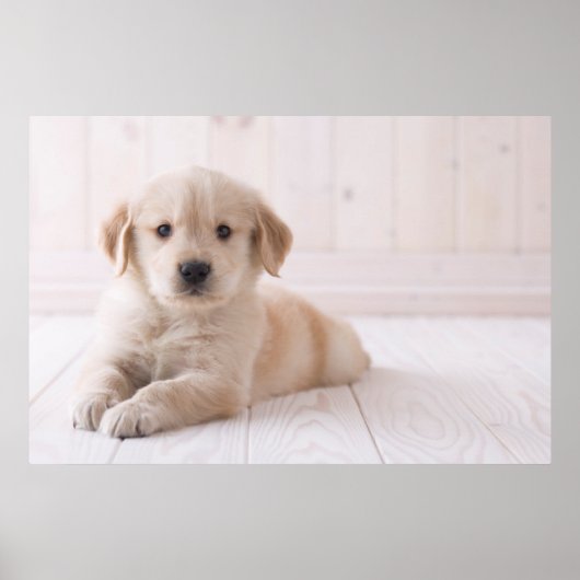 Golden Retriever neerwaarts Poster (Voorkant)