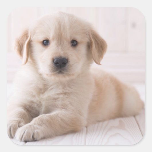 Golden Retriever neerwaarts Vierkante Sticker (Voorkant)
