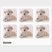 Golden Retriever neerwaarts Vierkante Sticker (Vel)