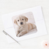 Golden Retriever neerwaarts Vierkante Sticker (Envelop)