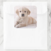 Golden Retriever neerwaarts Vierkante Sticker (Tas)