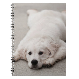 Golden Retriever Note Pad Notitieboek