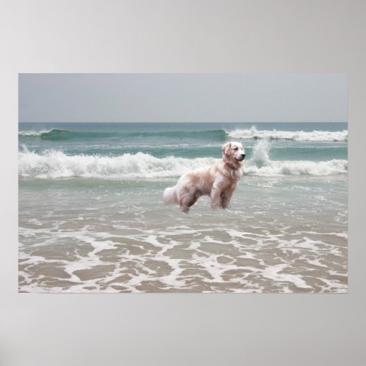 Golden Retriever Ocean Poster (Voorkant)