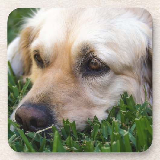Golden Retriever Onderzetters (Voorkant)