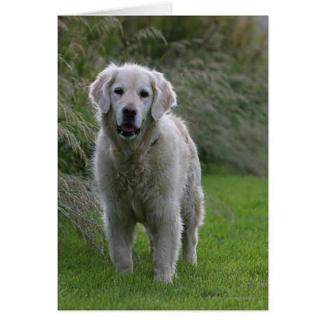 Golden Retriever op 2 (Voorkant)