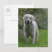 Golden Retriever op 2 Briefkaart (Voorkant / Achterkant)