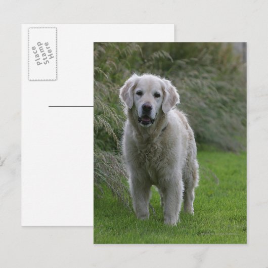 Golden Retriever op 2 Briefkaart (Voorkant / Achterkant)
