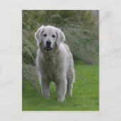 Golden Retriever op 2 Briefkaart (Voorkant)