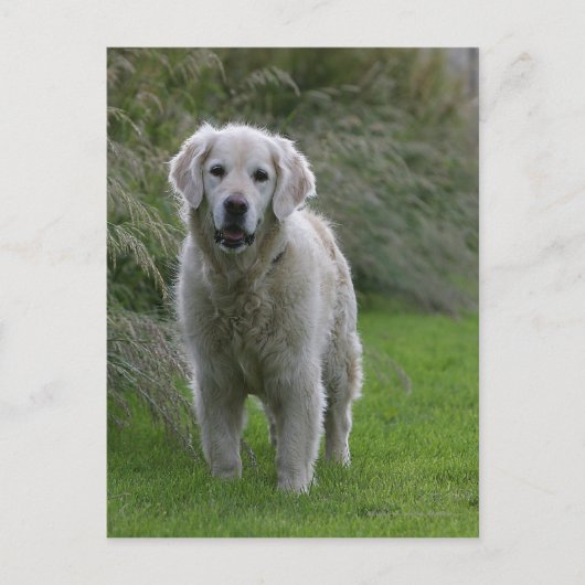 Golden Retriever op 2 Briefkaart (Voorkant)