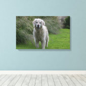 Golden Retriever op 2 Canvas Afdruk (Insitu (Houten vloer))