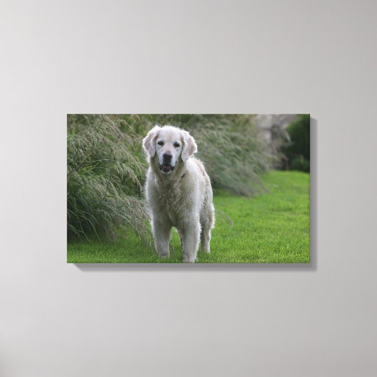 Golden Retriever op 2 Canvas Afdruk (Voorkant)