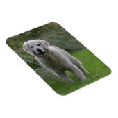 Golden Retriever op 2 Magneet (Rechterzijde)