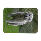 Golden Retriever op 2 Magneet (Horizontaal)