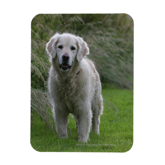 Golden Retriever op 2 Magneet (Verticaal)