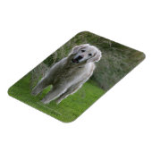 Golden Retriever op 2 Magneet (Linkerzijde)