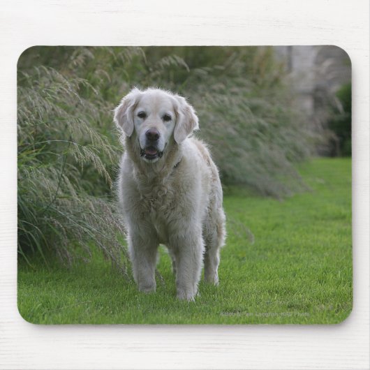 Golden Retriever op 2 Muismat (Voorkant)