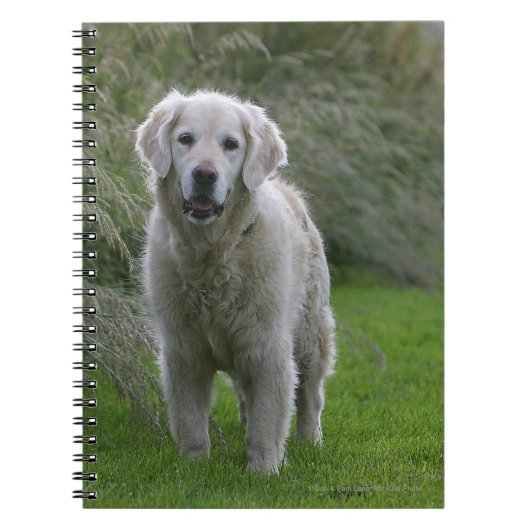Golden Retriever op 2 Notitieboek (Voorkant)